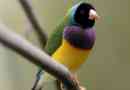 Guldova amadina - motley parrot